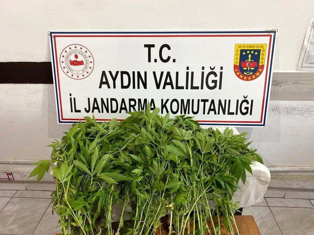 Aydın'da Jandarmanın Yasa Dışı Kenevir Ekimi İle Mücadelesi Devam Ediyor