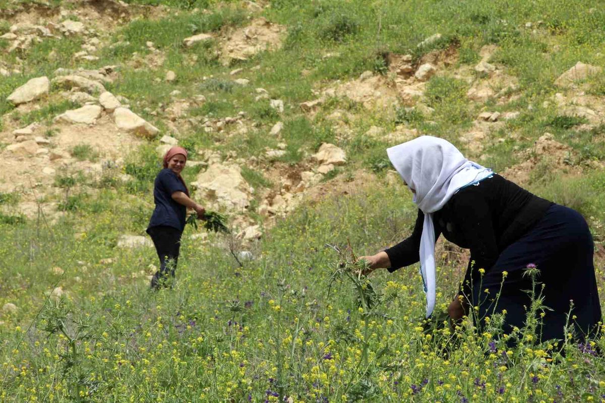 Şırnak'ta Yılanyastığı İhracatı Kotaya Tabi Tutuluyor