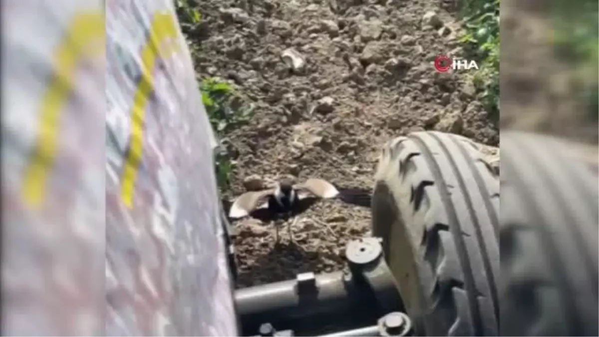 Mahmuzlu kızkuşunun annelik içgüdüsü izleyenleri duygulandırdı