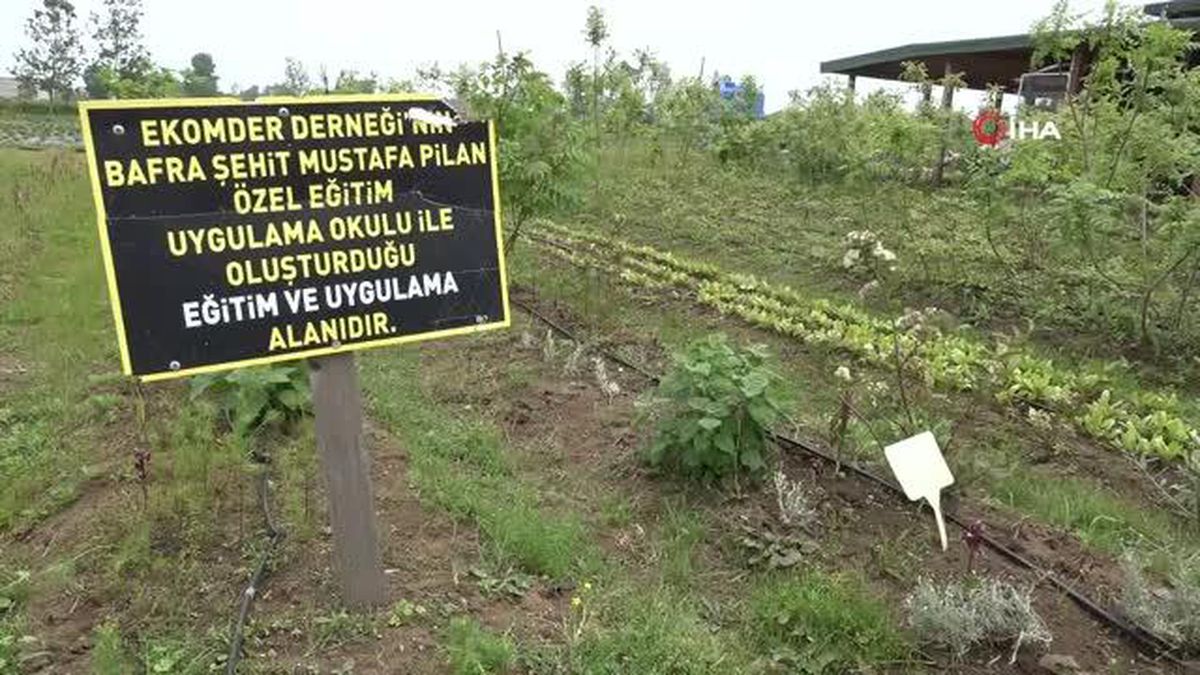 Özel izinle üretilen bitkiler tıpta kullanılıyor