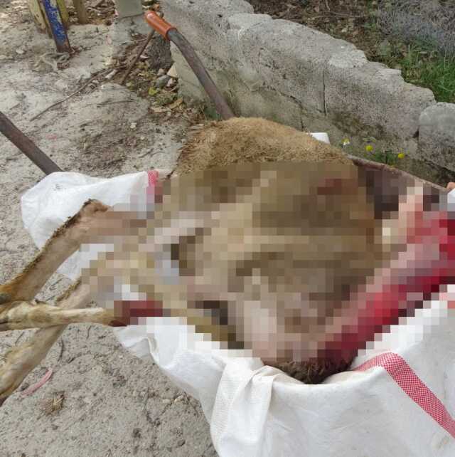 Pitbullar Manavgat'ta Koyun Ağılına Saldırdı