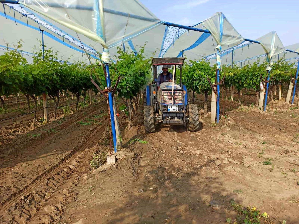 Sarıgöl Ovası'nda üzüm hasat sezonu başladı