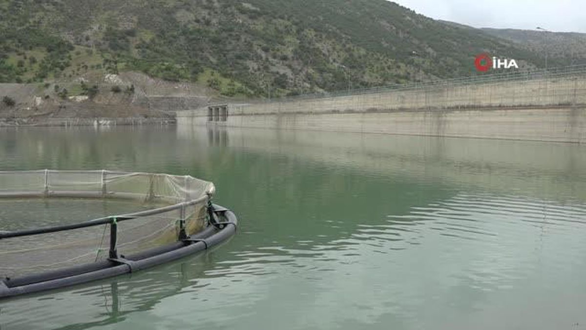 Devletin projeleriyle Şırnak'ta balık hasadı yapılıyor