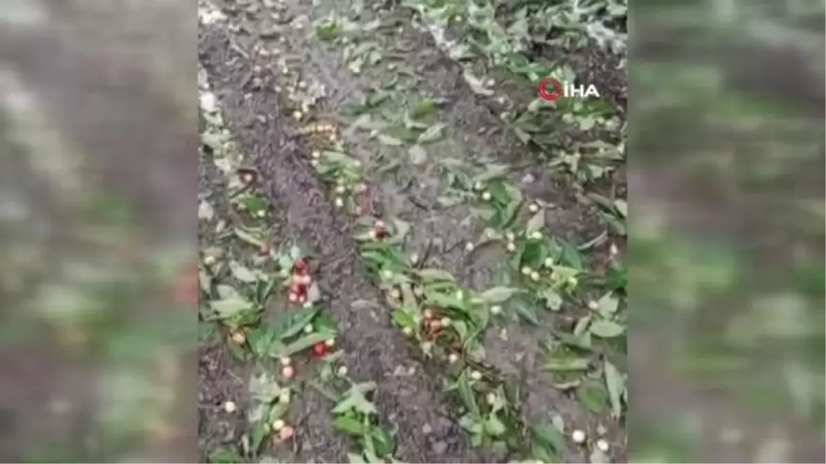 Dolu kiraz ve kayısı bahçelerini vurdu