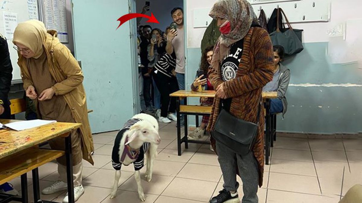 Görenler telefonuna sarıldı! Oy kabinine bile kuzusuyla birlikte girdi