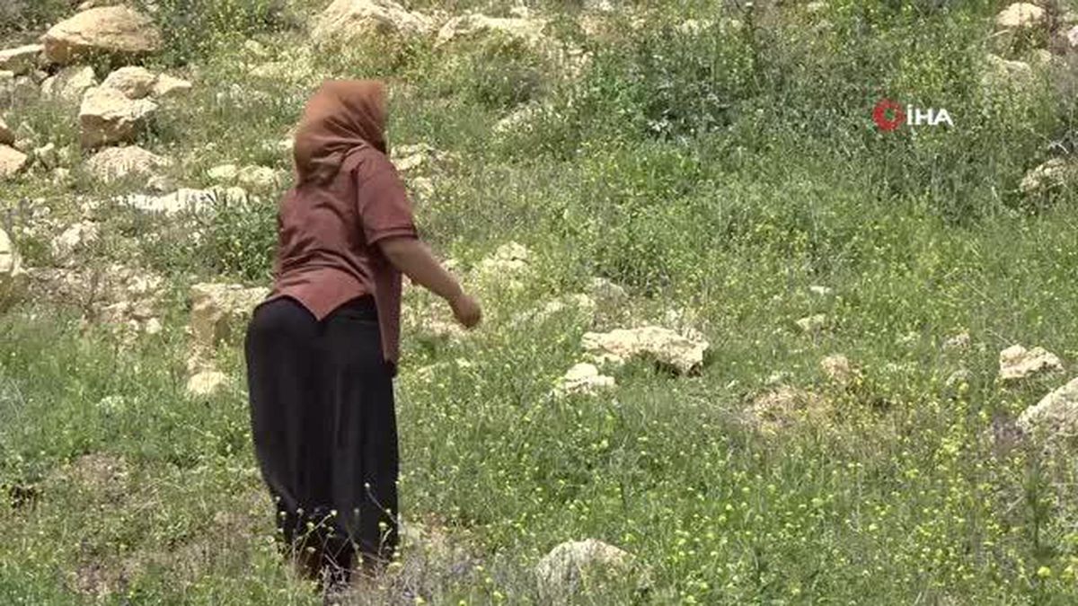 Kırsalda toplanan yılanyastığı bitkisi ihrac ediliyor