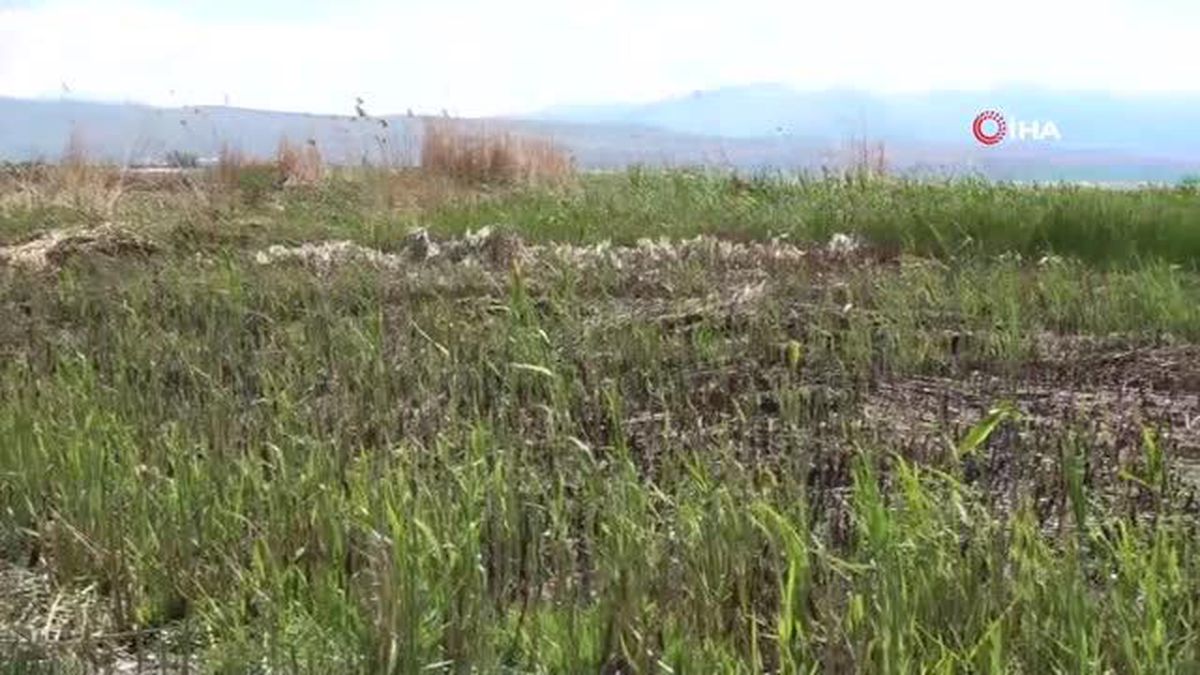 Van'da yanan sazlıklar yeniden yeşeriyor