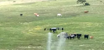 Manisa Büyükşehir Belediyesi, Kırkağaç'ta Çekirge İlaçlaması İçin Dron Kullanıyor