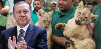 Cumhurbaşkanı Erdoğan'a hediye edilen 4 aslandan biri dördüz doğurdu