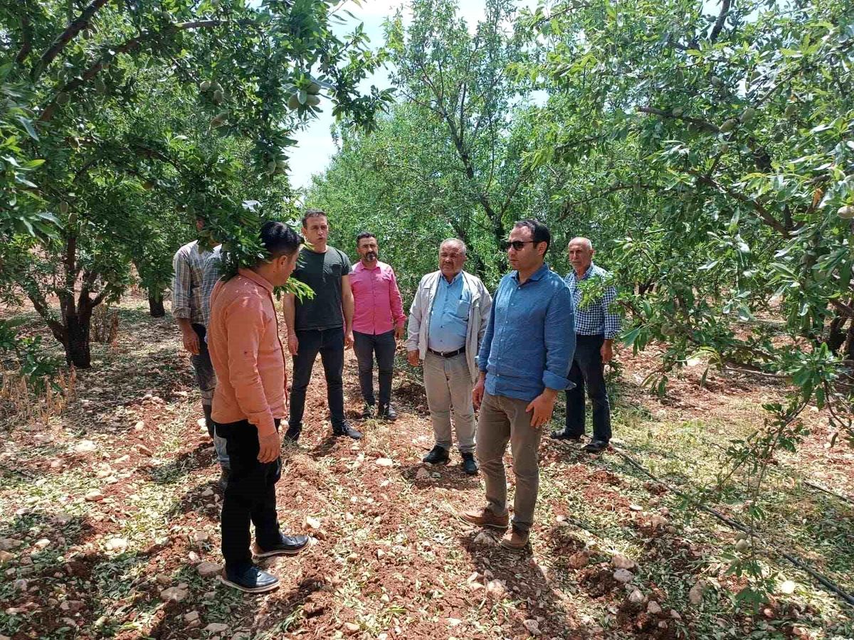 Besni'de dolunun zarar verdiği tarım alanları incelendi