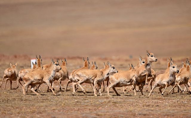 Gebe Tibet Antilopları Doğum İçin Doğa Koruma Alanına Göç Ediyor