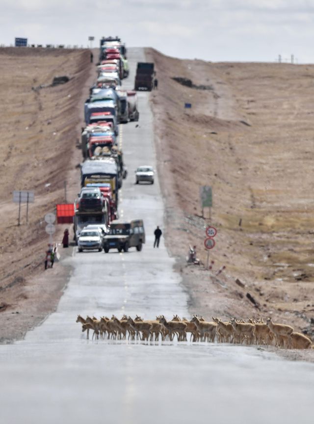 Gebe Tibet Antilopları Doğum İçin Doğa Koruma Alanına Göç Ediyor