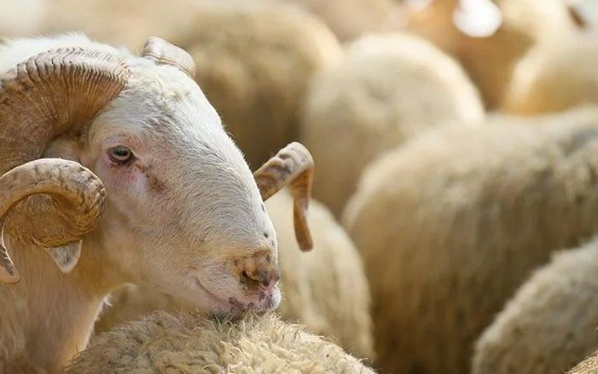 Kurban kesmek farz mı, kimlere farz? Kurban kesmek vacip mi?