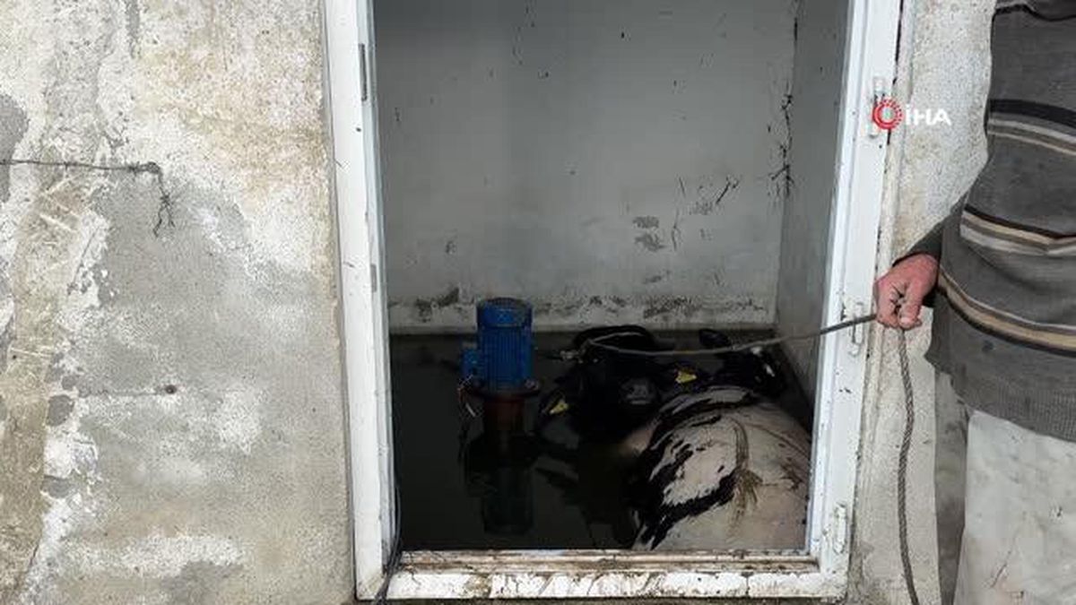 Su kuyusuna düşen ineklere kurtarma operasyonu