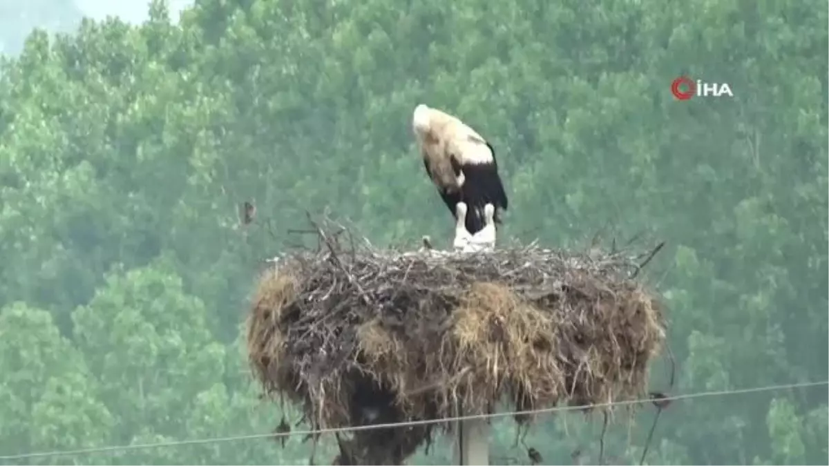 Yavrulayan leylek köylüleri sevindirdi