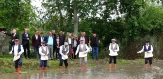 Bafra Ovası'nda çeltik tohumları toprakla buluşuyor