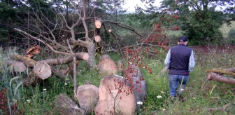 Kartepe'de 150 yıllık çınar ağaçları çalındı