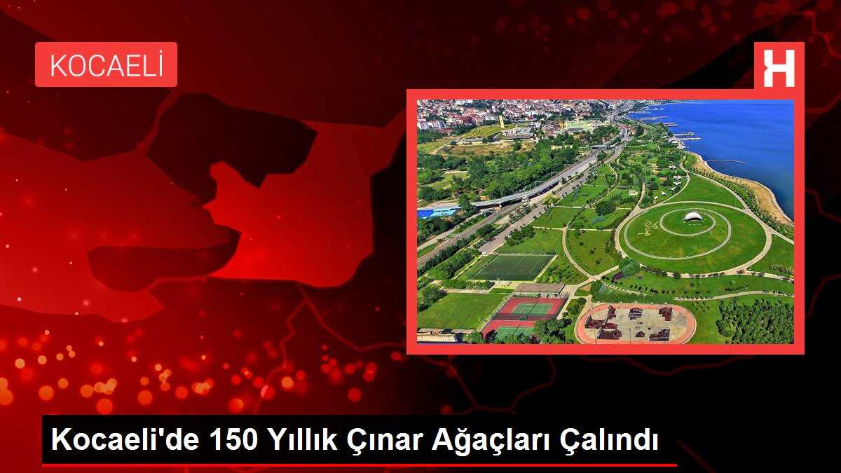 Kocaeli'de 150 Yıllık Çınar Ağaçları Çalındı