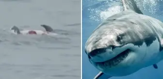 Köpekbalıkları yunusu parçaladı: Korku veren anlar kameraya yansıdı