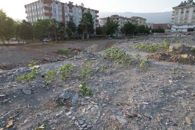Depremde çöken kuruyemiş dükkanın yerinde ayçiçekleri boy verdi