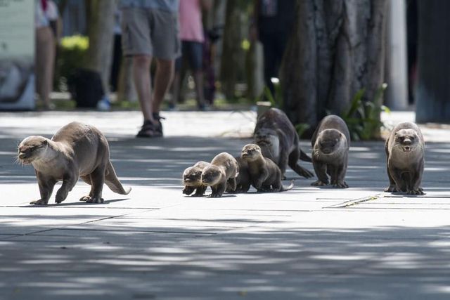 Dünya Su Samuru Günü, Singapur'da Kutlandı Dünya Su Samuru Günü, Singapur'da Kutlandı