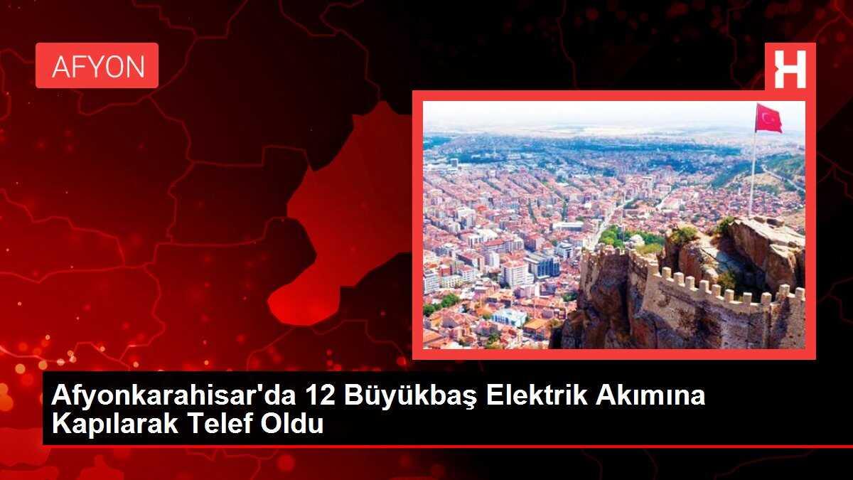 Afyonkarahisar'da 12 Büyükbaş Elektrik Akımına Kapılarak Telef Oldu