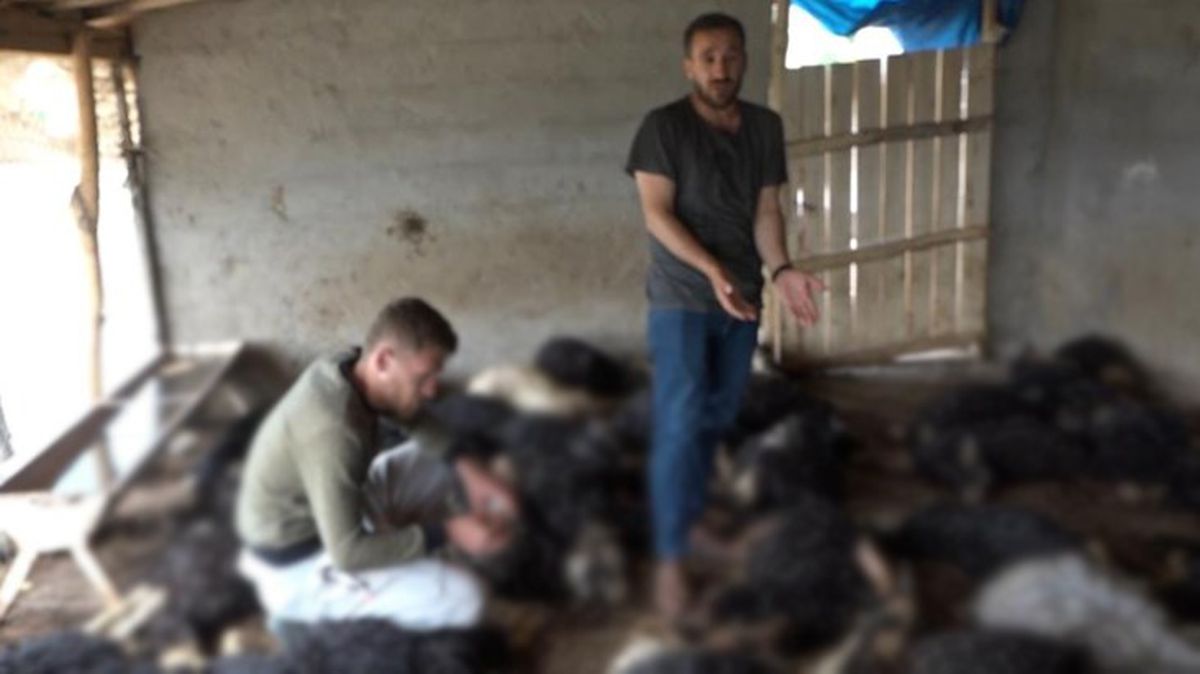 Ahıra dadanan sokak köpekleri 70 küçükbaş hayvanı telef etti