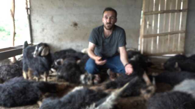 Ahıra dadanan sokak köpekleri 70 küçükbaş hayvanı telef etti