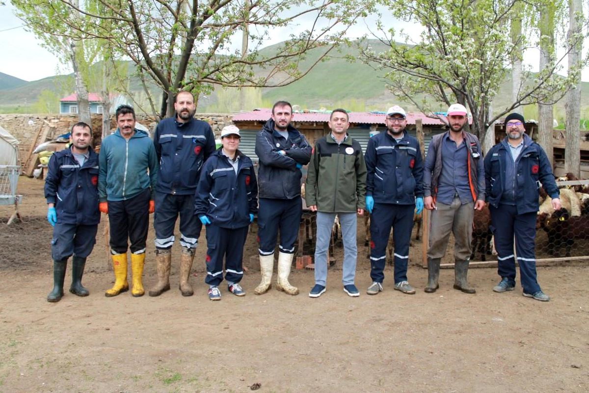 Bayburt'ta Kurban Bayramı öncesi hayvanlara aşı ve küpeleme işlemi