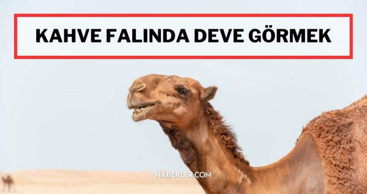 Falda deve görmek nedir? Kahve falında deve ne anlama gelir? Falda deve kuşu görmek? Kahve falında deve görmek?