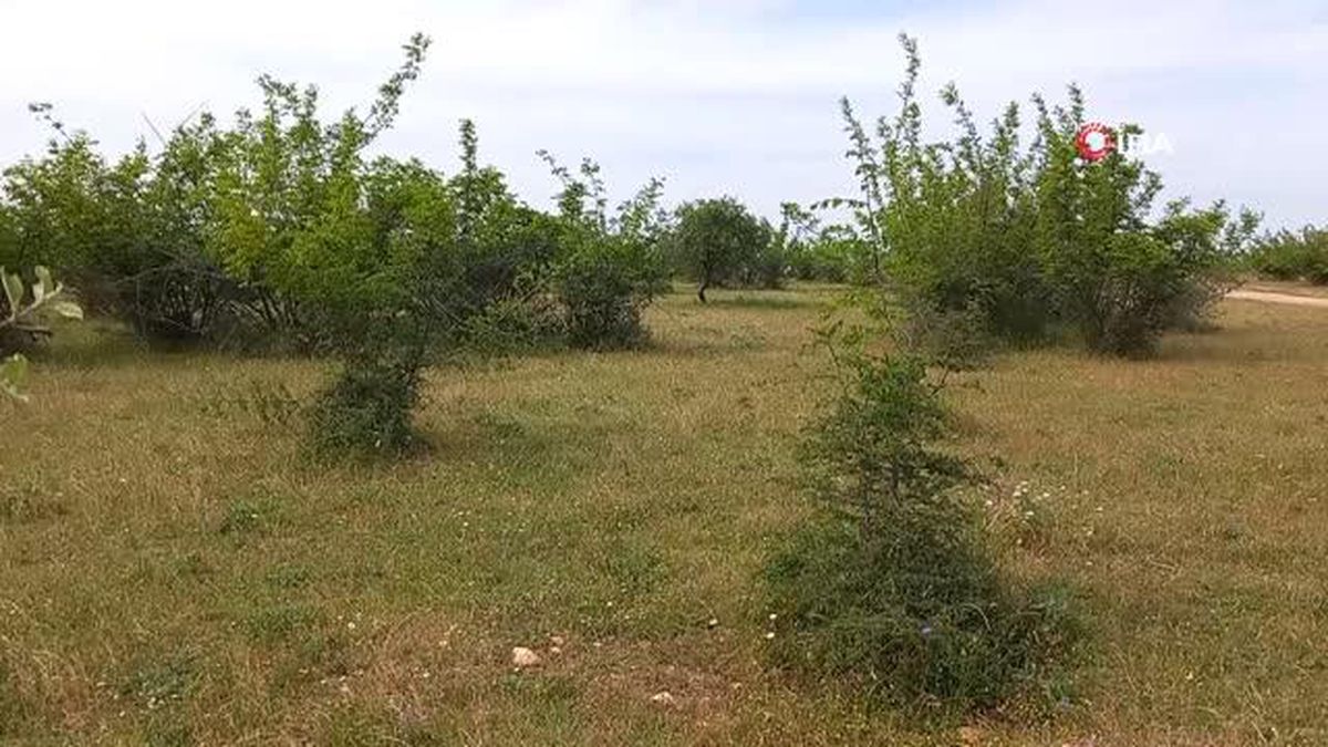 Kırklareli'ndeki dehşet olayla ilgili 2 şüpheli yakalandı