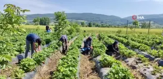 'Kırmızı elmas'ın ilk hasadı yapıldı... 5 ülkeye ihraç edilen çilekten 500 milyon gelir bekleniyor