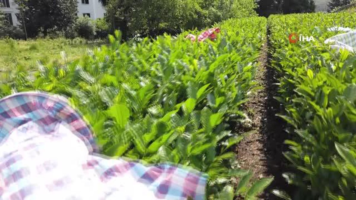 Rize'de çay hasadında üreticilere 'Acele etmeyin' uyarısı
