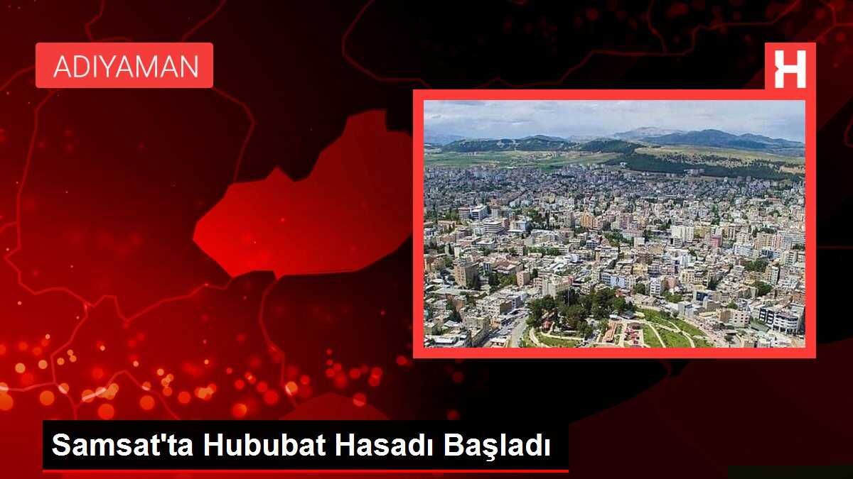 Samsat'ta Hububat Hasadı Başladı