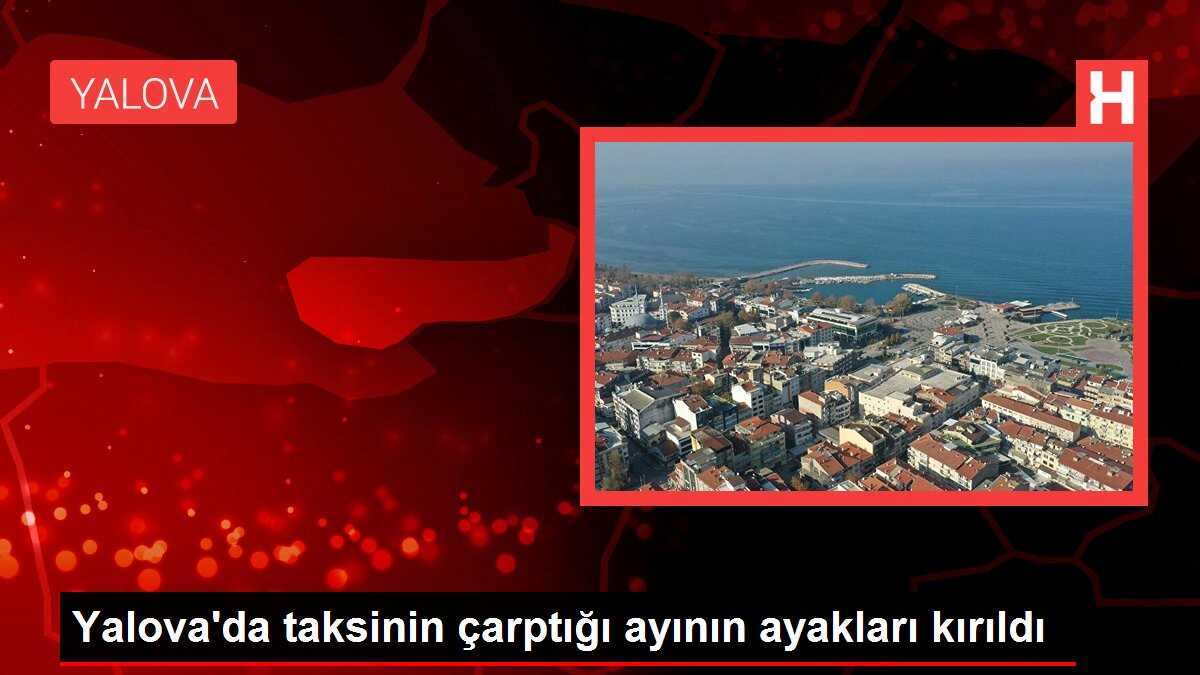 Yalova'da taksinin çarptığı ayının ayakları kırıldı