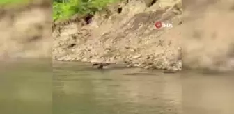 Çayda serinleyen ayı ile vatandaşın gülümseten sohbeti