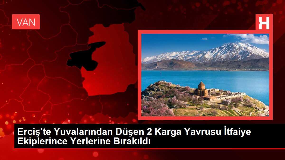 Erciş'te Yuvalarından Düşen 2 Karga Yavrusu İtfaiye Ekiplerince Yerlerine Bırakıldı