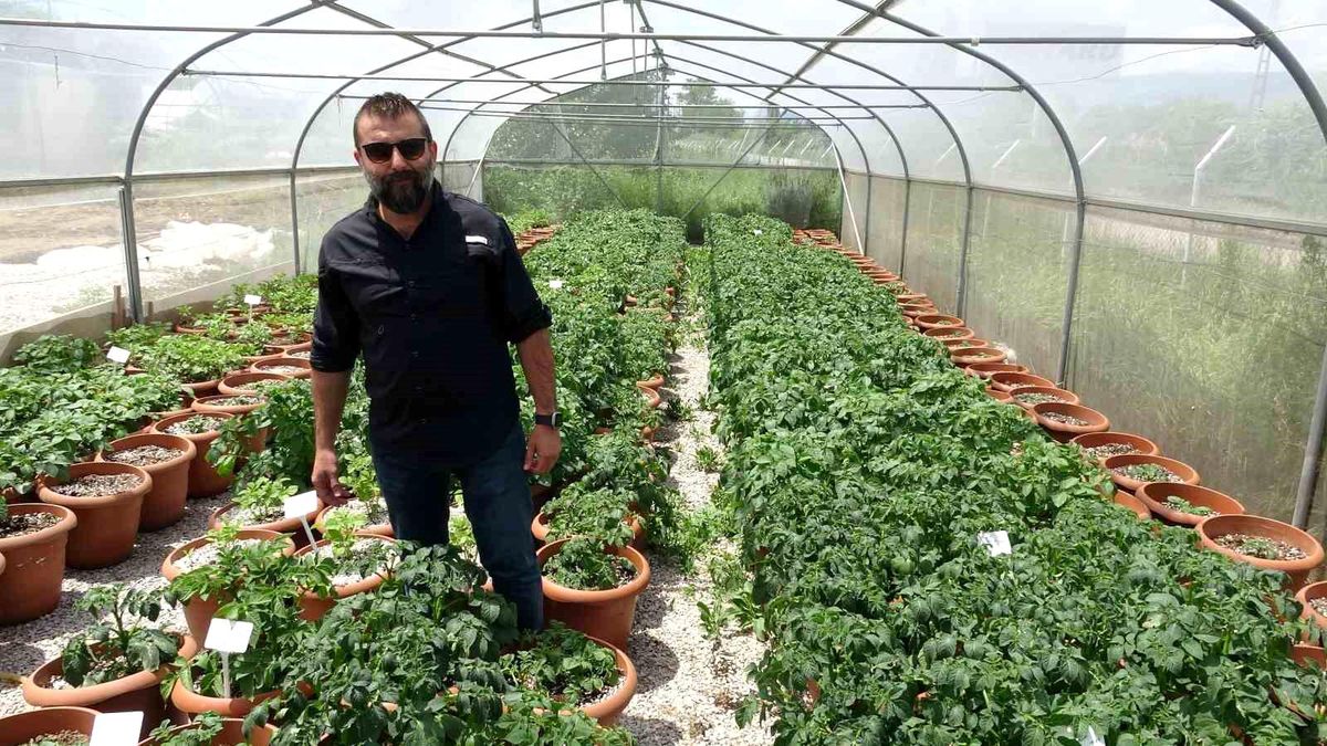 Tokat'ta Tatlı Patates İslah Çalışmaları Yapılarak Fiyatlar Düşürülecek