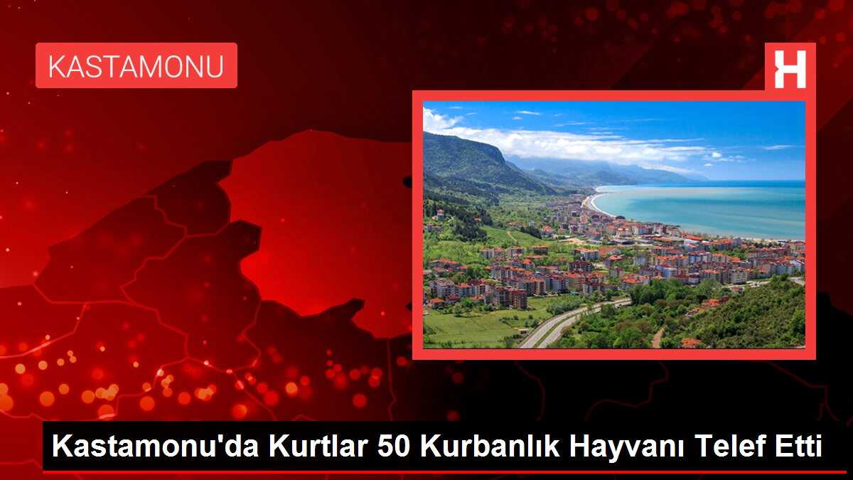 Kastamonu'da Kurtlar 50 Kurbanlık Hayvanı Telef Etti