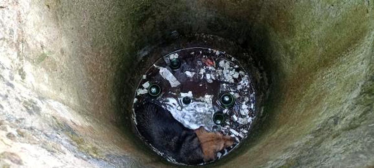 Kuyuya düşen köpek itfaiye ekipleri tarafından kurtarıldı