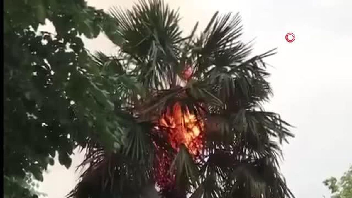 Millet Bahçesinde Yanan Palmiye İtfaiyeyi Harekete Geçirdi