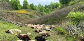 Ordu'da koyun sürülerine ayı saldırdı: 76 koyun telef oldu