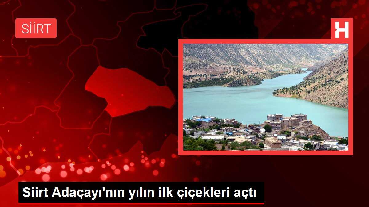 Siirt Adaçayı'nın yılın ilk çiçekleri açtı
