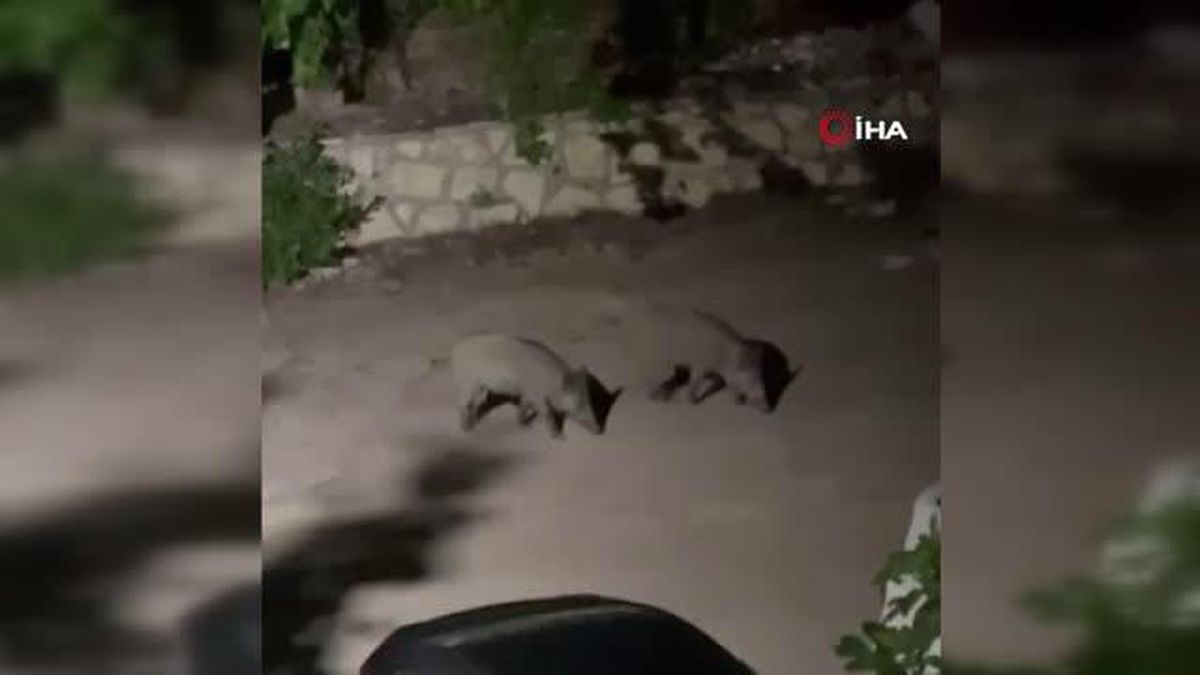 Sapanca'da Yerleşim Alanına İnen Domuz Sürüsü Görüntülendi