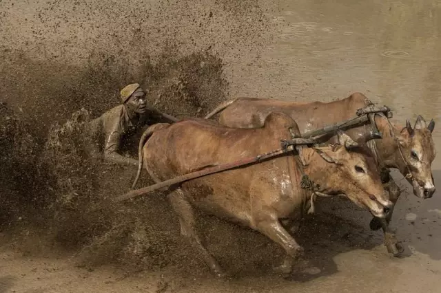 Endonezya'nın Çamurlu Çeltik Tarlalarında Boğa Yarışı Endonezya'nın Çamurlu Çeltik Tarlalarında Boğa Yarışı