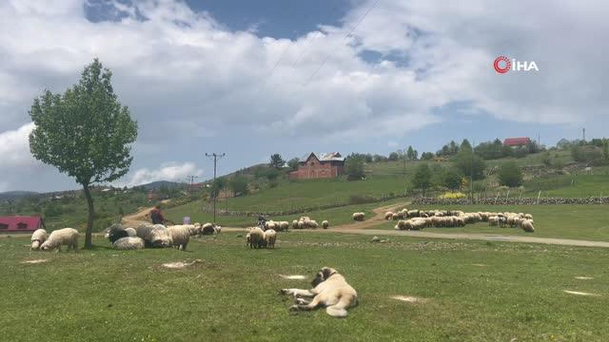 Giresun yaylaları koyun-kuzu sesleriyle şenlendi