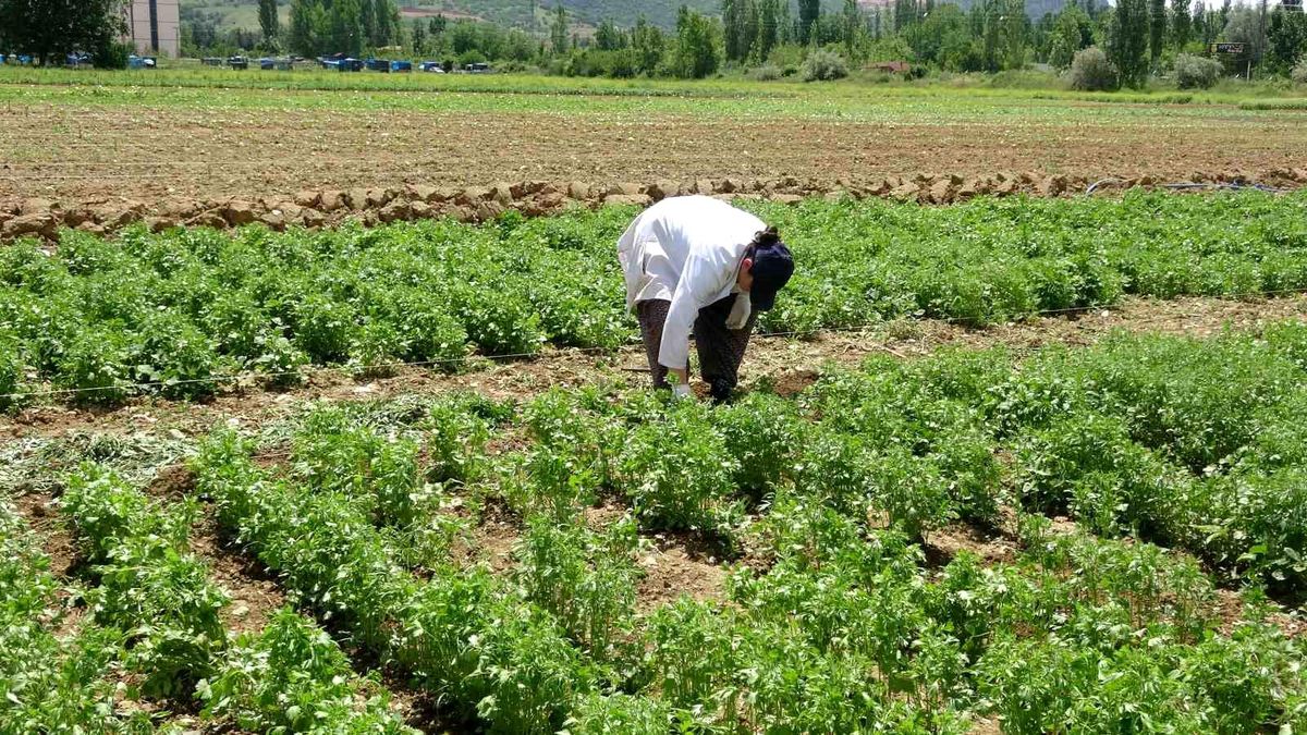 Tokat'ta Anason Üretimi İçin Araştırmalar Yapılıyor