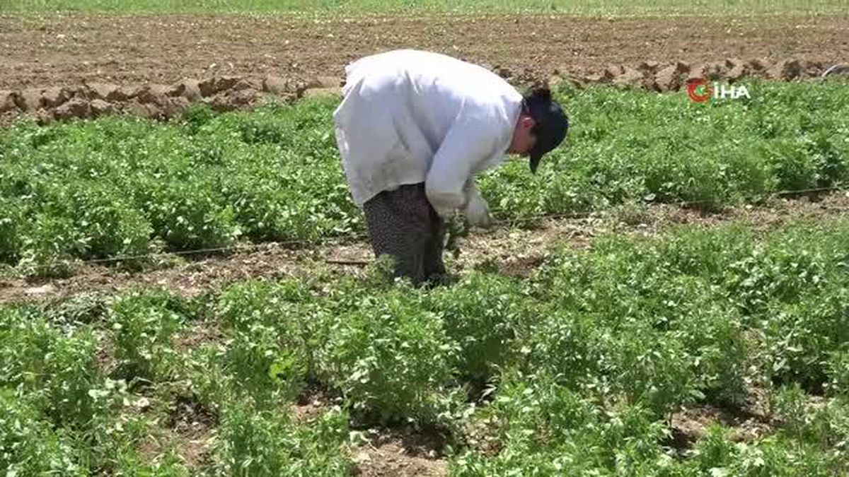 Tokat'ta Anason Üretimi İçin Araştırma Yapılıyor