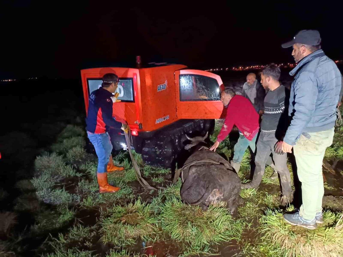 Ardahan'da Bataklığa Saplanan Büyükbaş Hayvan Kurtarıldı