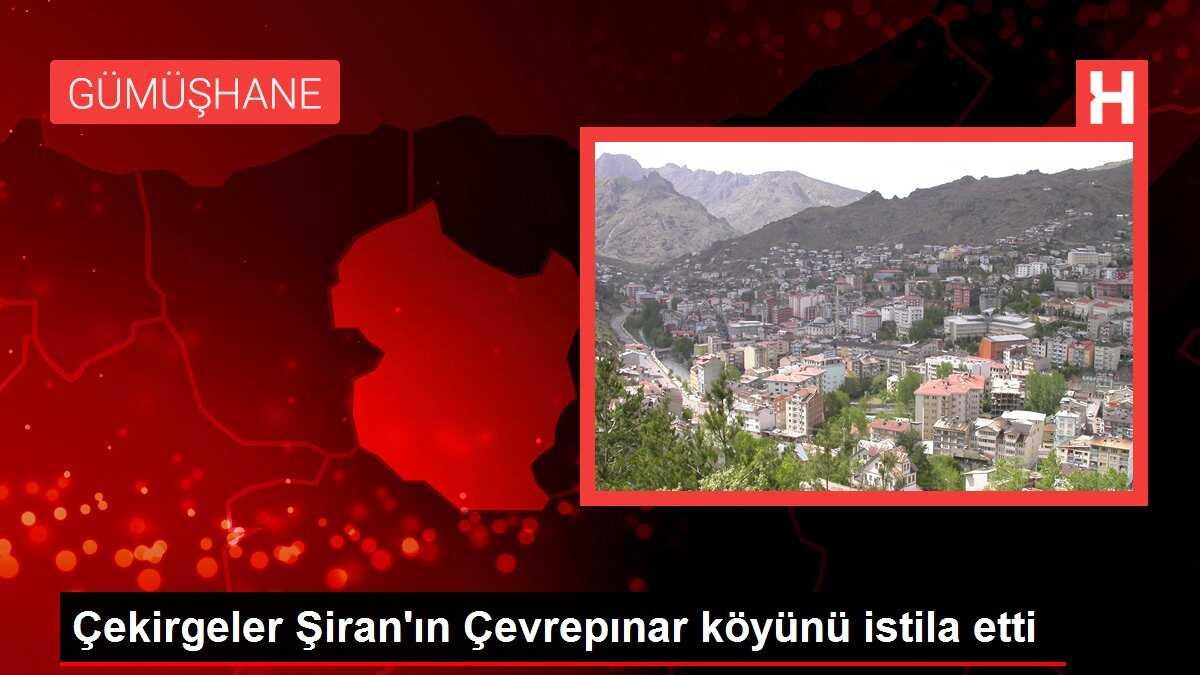 Çekirgeler Şiran'ın Çevrepınar köyünü istila etti